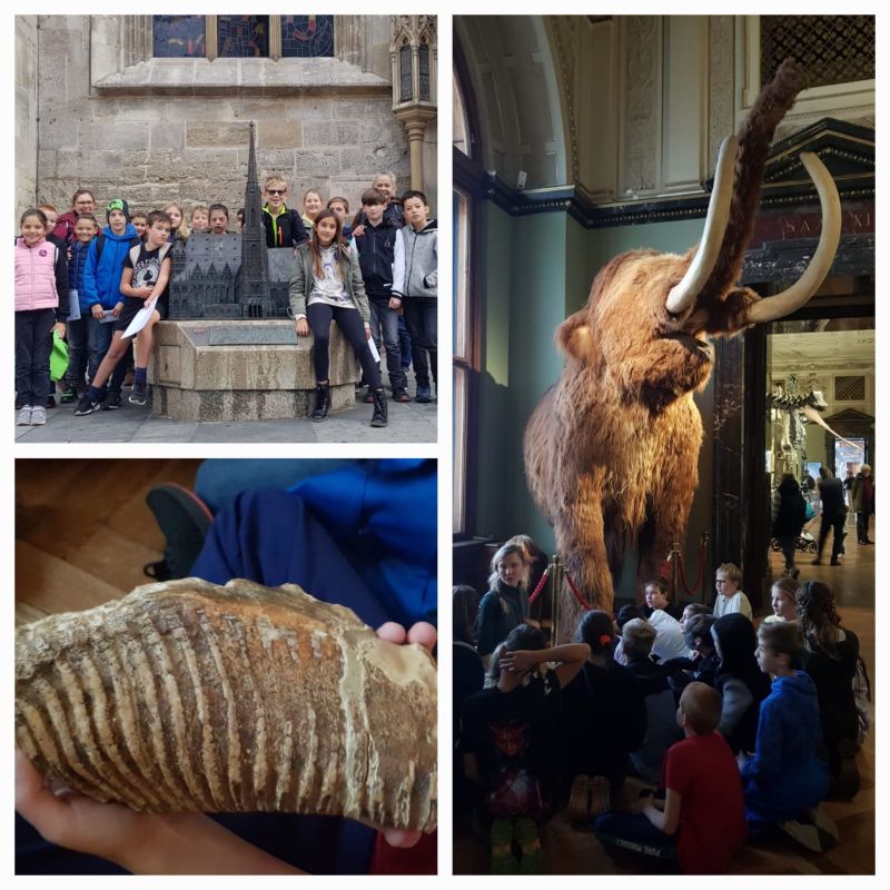 NHM 800
