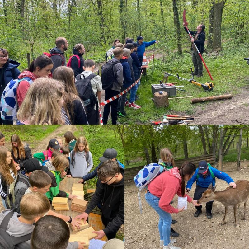Waldjugendspiele 800