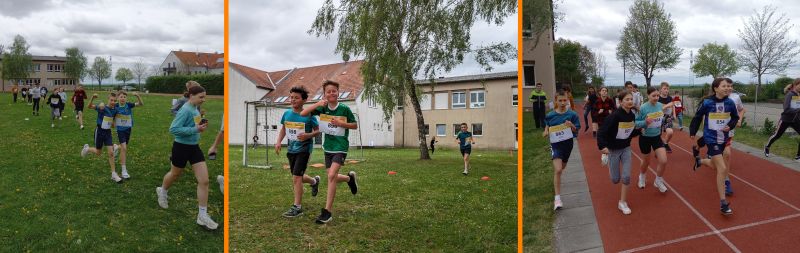 Krebslauf Pan 800